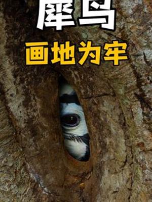 奇趣自然雌性犀鸟育雏囚树洞半年见证忠贞爱情