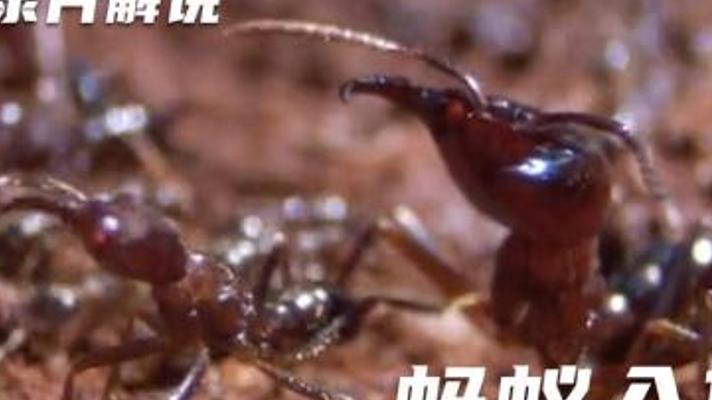 行军蚁强大战力与死亡漩涡之谜解说故事