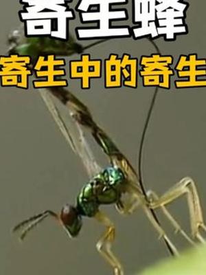 揭秘无花果与榕小蜂的生命交织寄生繁衍授粉循环