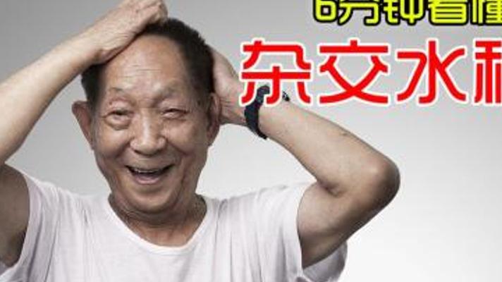 深度解读袁隆平如何成功发现并培育杂交水稻