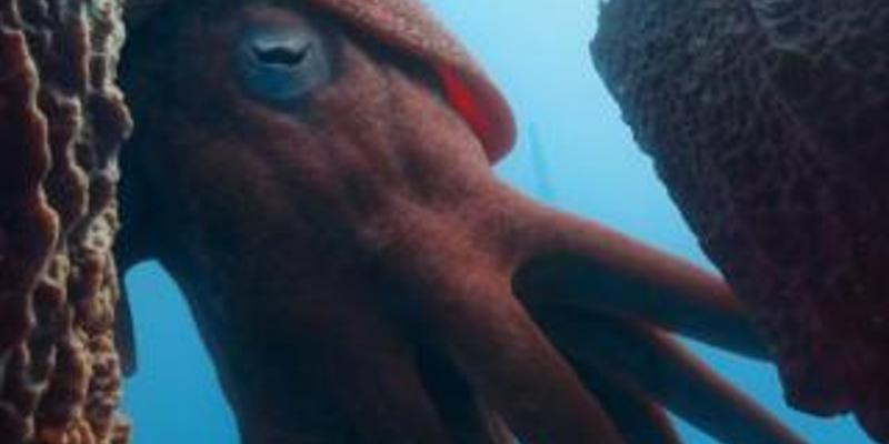 远古海洋巨兽房角石与三叶虫阿兰达鱼生存故事