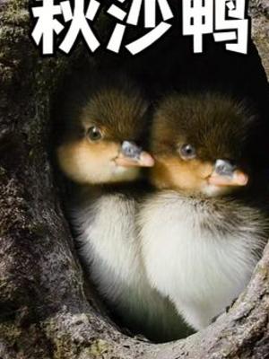 秋莎鸭宝宝出生后的生存挑战与生命旅程故事