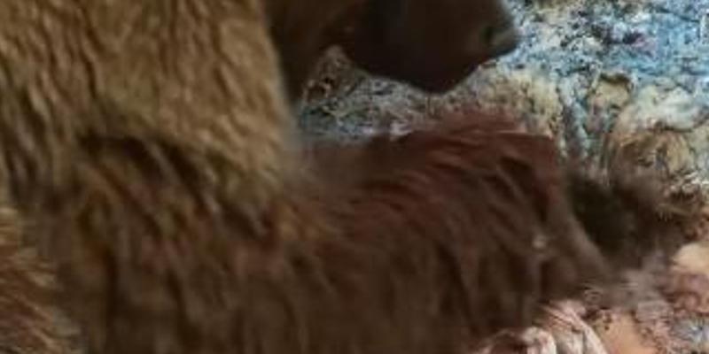 晶石岭棕熊安娜带崽求生的惊险历程