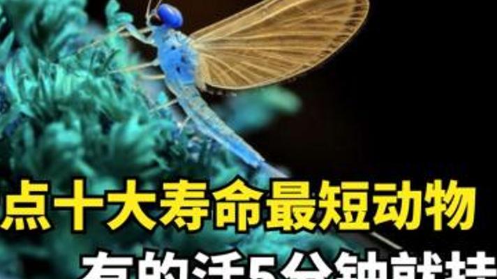 探秘寿命最短的十种动物它们的生命如此短暂