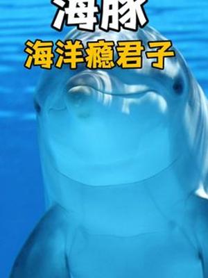 揭秘海洋趣闻海豚与带毒河豚的奇妙互动故事