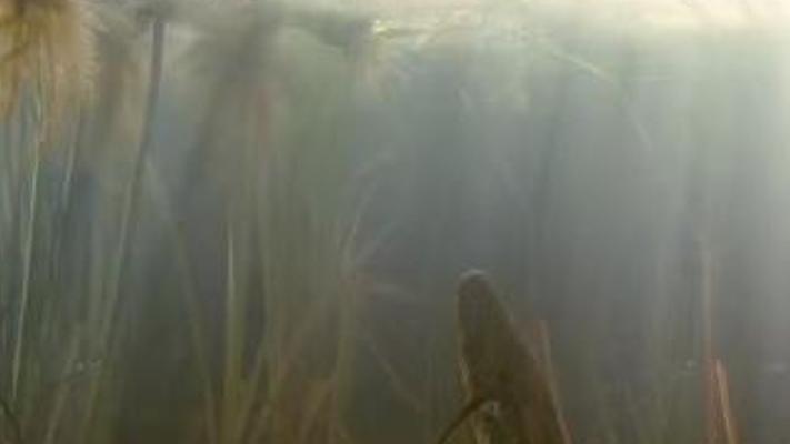 存活四亿年的非洲肺鱼水陆两栖 历经旱季再遇鲸头鹳威胁