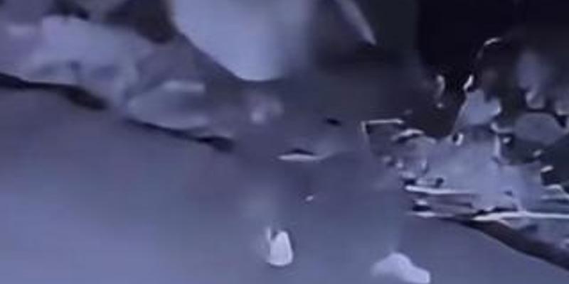 网友加油站遇诡异事件小黑狗解围盼道观除怨