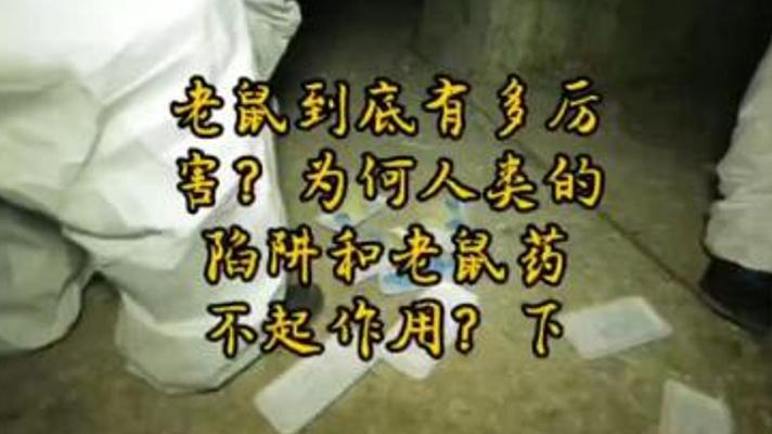 老鼠的生存绝技：人类陷阱与鼠药失效之谜