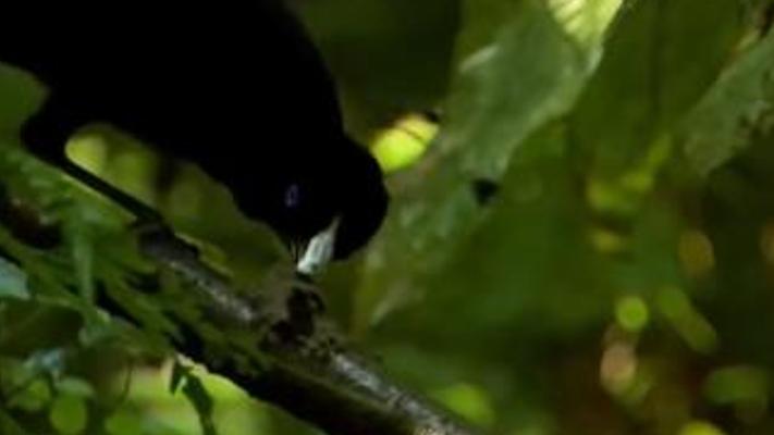 鸟界舞王雄天堂鸟求偶记：清洁达人的风骚舞步与意外插曲