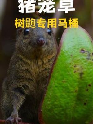 树鼩与猪笼草奇趣共生的生存故事合作与代价