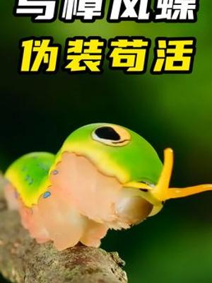 乌樟凤蝶幼虫靠伪装躲避捕食上演奇妙逃生虫生故事
