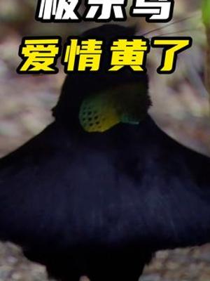 动物纪录片极乐鸟求偶记之物质与无物质爱情结局