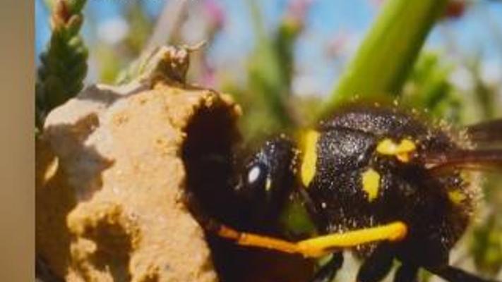 单亲蜾蠃妈妈生命尽头为幼崽筑巢备食的悲情故事