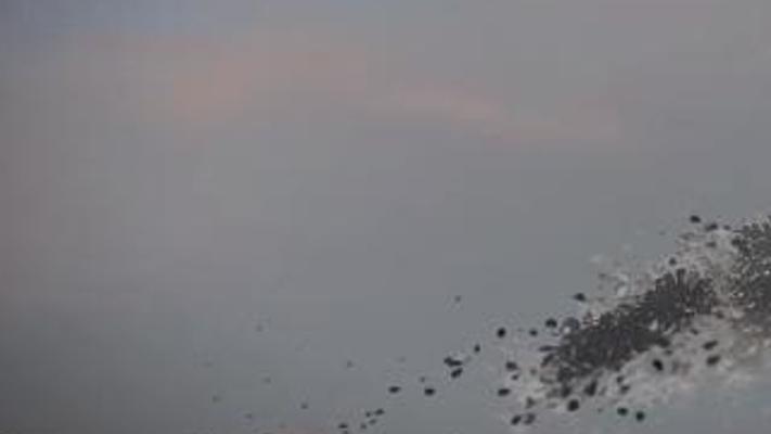 震惊！美国在巴拿马投放千万食人蝇背后的惊人真相