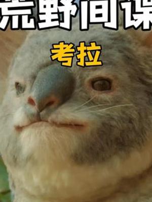 动物世界间谍视角揭秘考拉嗜睡习性与求偶波折故事