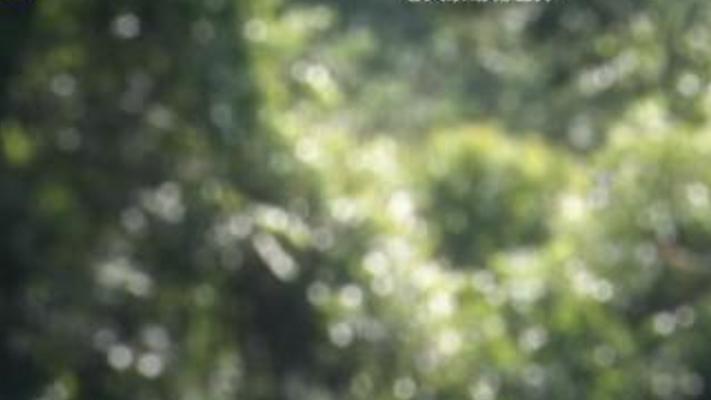 龙脑香树翅葫芦播种 种子开启成长繁衍奇幻旅程