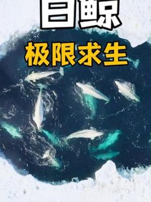 百平米冰洞困三十头白鲸五月终破冰开启未知长途旅程