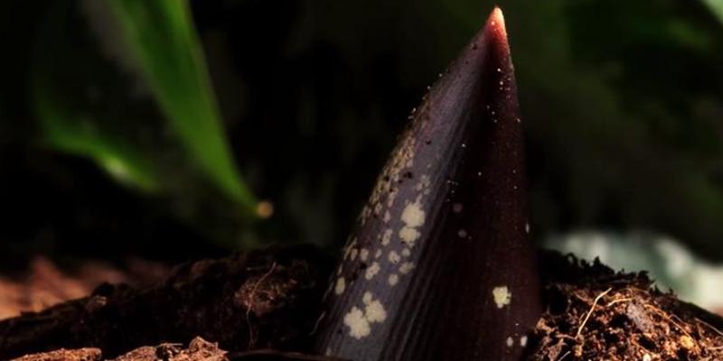 十年布局杀猪盘尸花靠腐臭完成授粉后凋零的故事