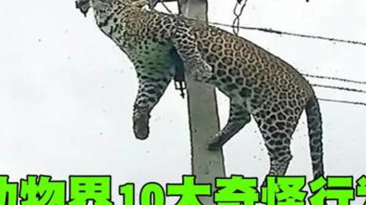 探秘动物世界十大令人惊叹的奇特行为故事