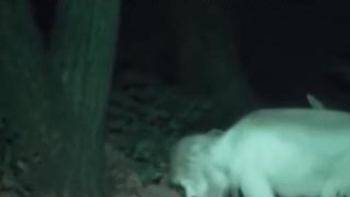 哀牢山导游亲历诡异事件揭秘林家人复活阴谋故事