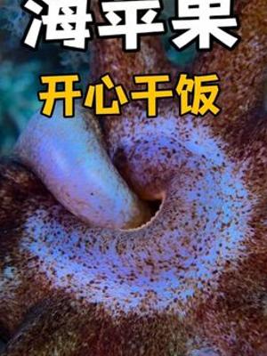抖音动物世界海底生物抢夺海星卵的干饭故事
