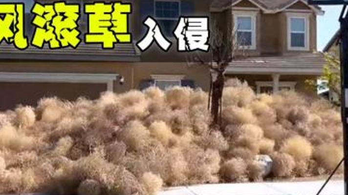 解析风滚草带给美国人窒息体验的背后故事