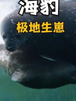 极寒之地韦德尔氏海豹分娩历经磨难终得团聚故事