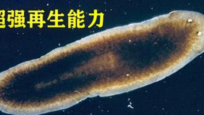 拥有超强再生能力的神奇涡虫人类能实现再生吗