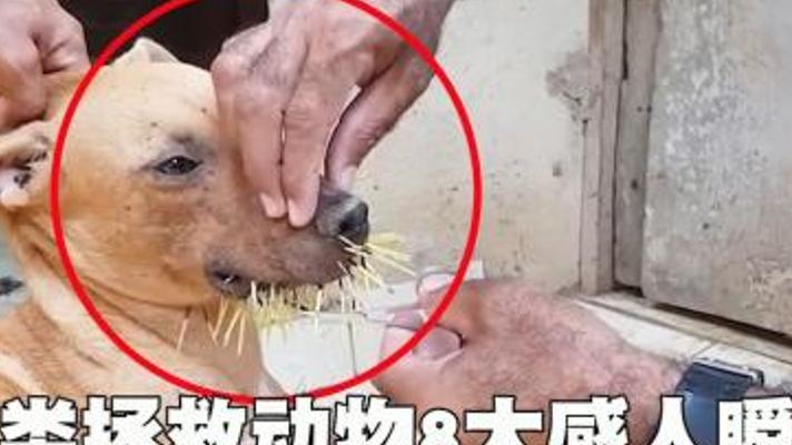 讲述人类拯救小动物的八个暖心感人瞬间