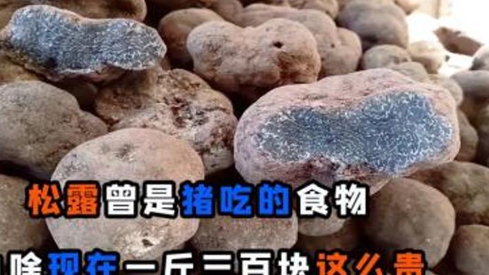 揭秘松露价格昂贵背后的神秘故事