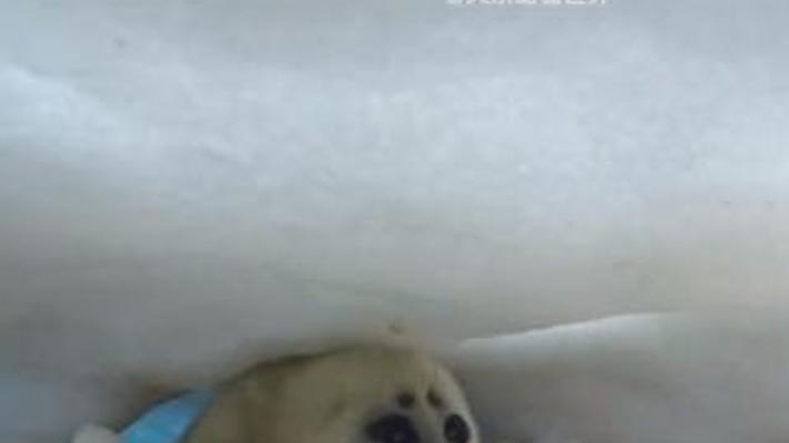 小海豹贝加尔湖历险 海豹妈妈泡泡气穴救子记