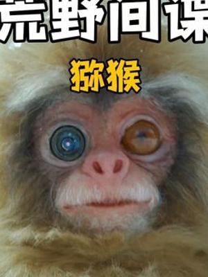 荒野间谍猴记录猕猴温泉澡堂生活与温馨时刻