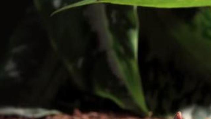 尸香魔芋十年蛰伏两日绽放 腐臭诱虫传粉方式揭秘