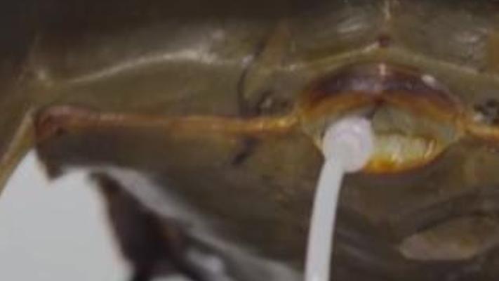 探秘中华鲎：蓝色血液背后的生存悲歌与生命启示