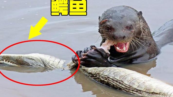 亚马逊河五大恐怖生物 鳄鱼在它们面前都得认怂