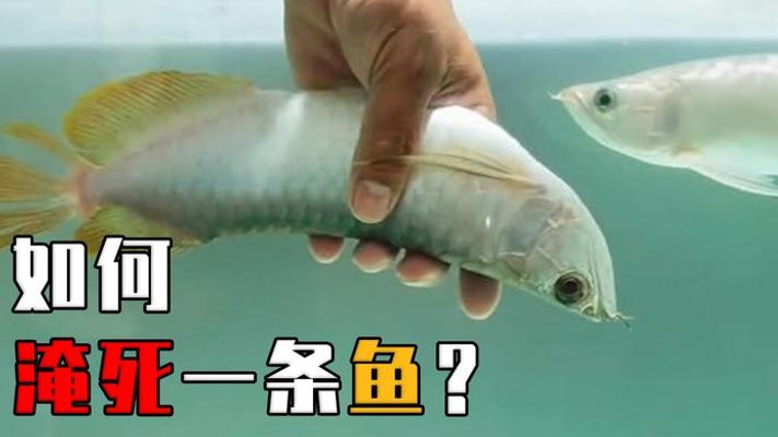 神奇！鱼真能被淹死？淹死的鱼能不能吃答案颠覆认知