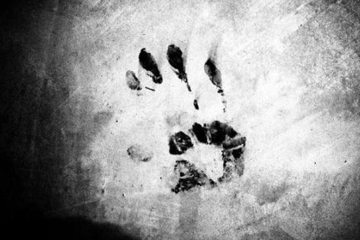 《林府鬼影：深宅诡事与革命暗流的双重迷局》