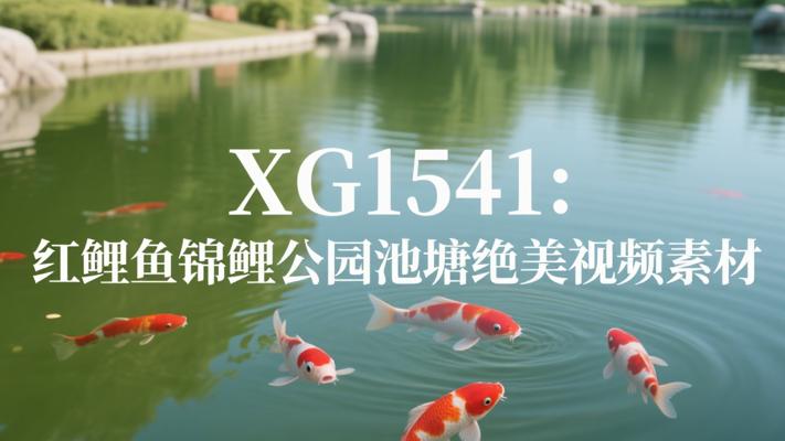 XG1541：红鲤鱼锦鲤公园池塘绝美视频素材