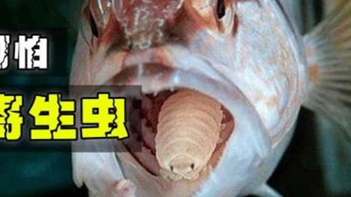 鳃部寄生者反客为主 蝼蛄虾遭外来生物逼入绝境