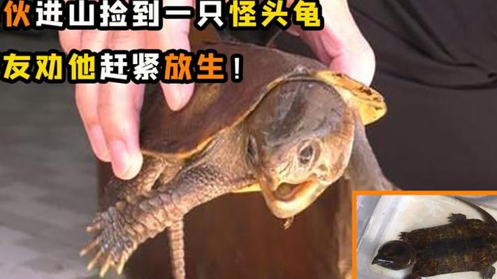 小哥捡怪龟发现是保护动物：鹰嘴龟的惊险放生记