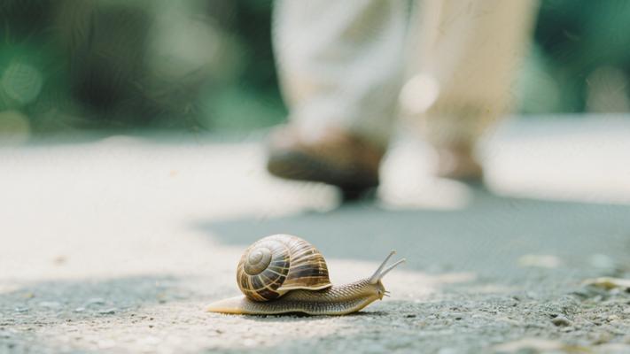 牵蜗牛散步：在慢时光里遇见生活的诗意
