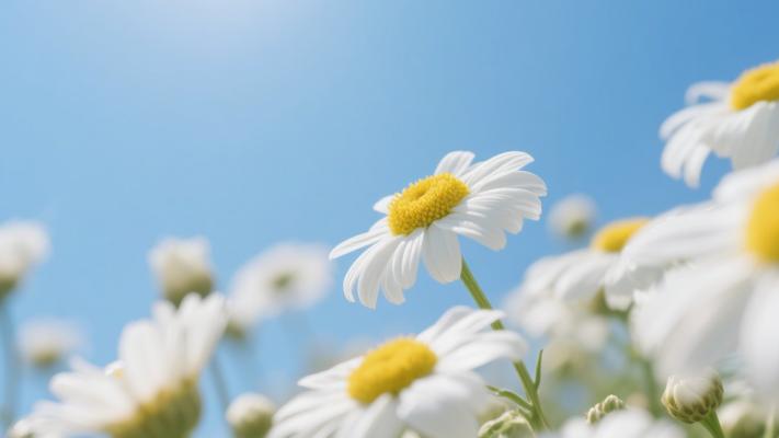 视频剪辑高清微风中黄芯白花蓝天背景素材文案