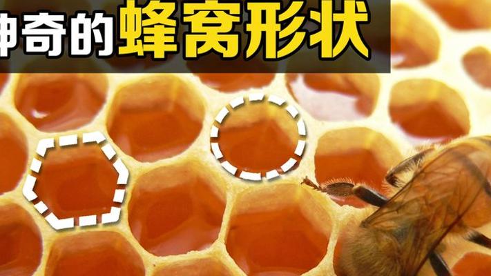 探秘蜜蜂窝：圆滚滚蜜蜂为何独爱正六边形蜂巢