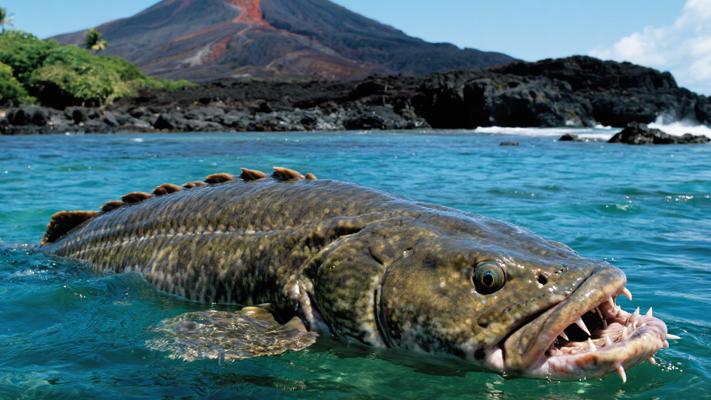 南太平洋火山岛怪鱼之谜：淡水咸水通吃的河中巨怪