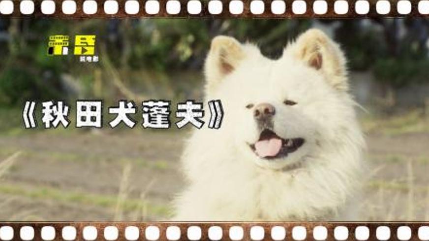《秋田犬蓬夫》：跨越五百公里的忠诚守护与生命救赎