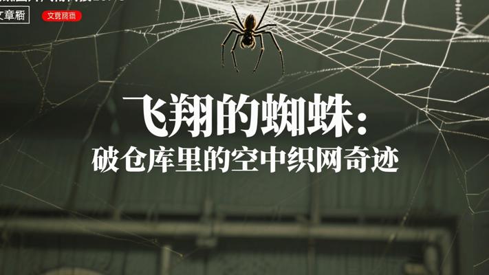 飞翔的蜘蛛：破仓库里的空中织网奇迹