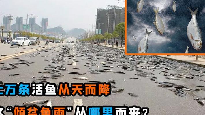 澳洲天降万条活鱼奇景：鱼雨背后的自然奥秘大揭秘