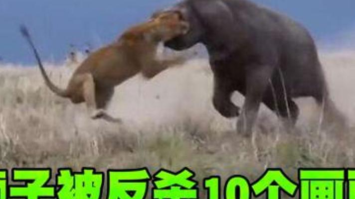狮子被弱势动物反杀的十大瞬间：河马爆头角马称雄