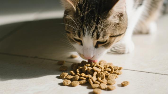 家猫进食干粮高清俯拍素材镜头文案