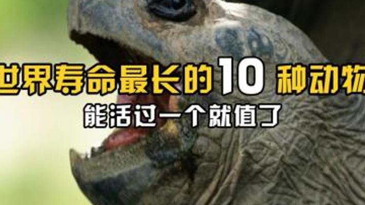 世界十大最长寿动物盘点：乌龟竟只能排中游